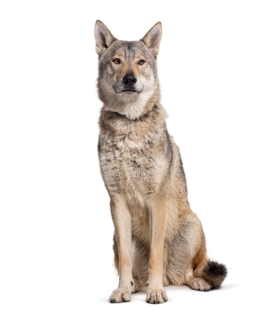 what is a wolf dog